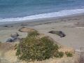 Sea Elephants sunning.jpg